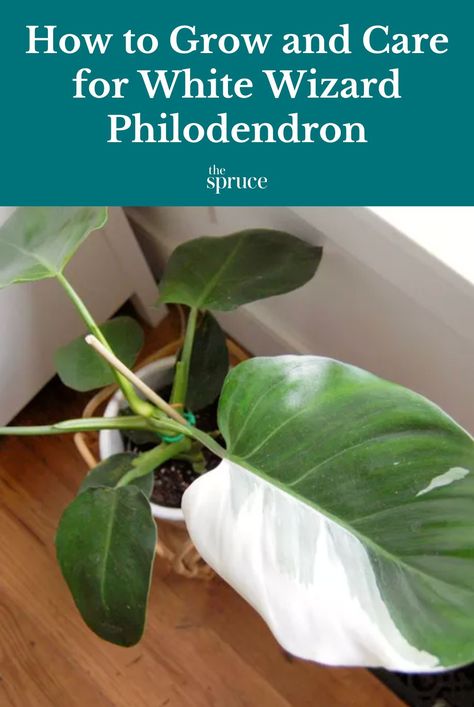 White Wizard Philodendron Care, White Wizard Philodendron, Philodendron Care, White Wizard, Small Balcony Garden, Philodendron Plant, Perennial Shrubs, Garden Indoor, Indoor Plant Care