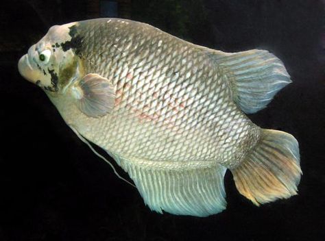 Giant Gourami, Salmon Species, Monster Fish, Common Carp, Public Aquarium, Fish Keeping, Fish Varieties, Monster Fishing, Fish Feed