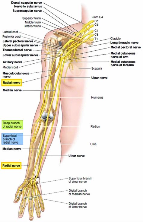 Nerve Anatomy, Radial Nerve, Ulnar Nerve, Human Body Anatomy, Nerve Pain Relief, Muscle Anatomy, Sciatic Nerve Pain, Human Anatomy And Physiology, Knee Pain Relief