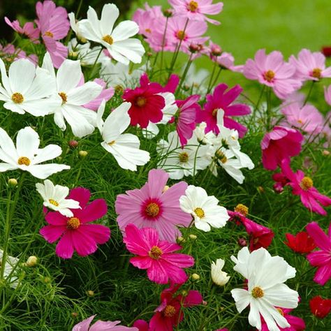 Cosmos Sensation, Flower Cosmos, Cosmos Bipinnatus, Guerrilla Gardening, Attracting Bees, Plant Spacing, Ornamental Plants, Flower Border, Types Of Soil