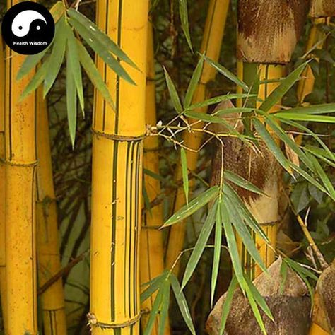 Bamboo Seeds, Golden Bamboo, Bamboo Cups, Bamboo Garden, Simple Packaging, Home Garden Plants, Saint Lucia, Bamboo Tree, Sprinklers