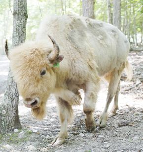 Custer, a rare white bison, arrived at the Morristown park three weeks ago in a cattle trailer from North Dakota, a welcome sight after years of combing through auction listings and livestock ads. Description from timesfreepress.com. I searched for this on bing.com/images Nature Wallpapers Aesthetic, Bison Pictures, Aesthetic Wildlife, Buffalo Pictures, White Bison, Rare Albino Animals, Tattoos Aesthetic, Buffalo Animal, Bison Art