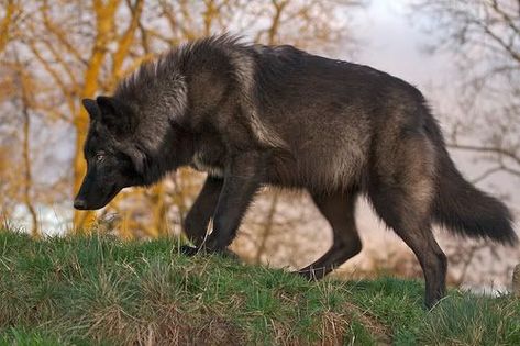 Wolf Walking, Wolf Poses, Cartoon Wolf, Wolf Photography, Wolf Photos, Gray Wolf, Timber Wolf, Canine Art, Wolf Pictures