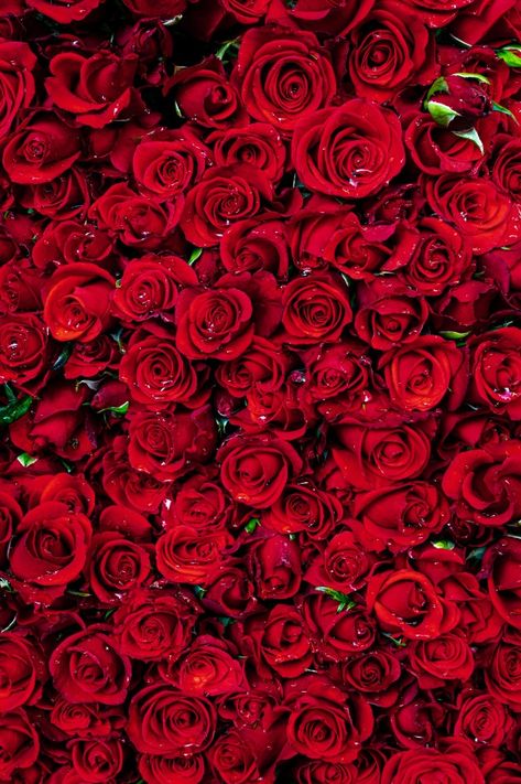 Fond Rose Rouge. Photo Premium | Premium Photo #Freepik #photo #fond #fleur #mariage #floral Red Roses Background, Flowers Dp, Fish Background, Profile Cover, Photo Rose, Red Roses Wallpaper, Rose Flower Wallpaper, Aesthetic Roses, Red Rose Petals