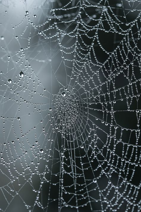 Moody Nature — Spiders web | By Jemma Spider Net, Moody Nature, Spider Silk, Spiders Web, Art Appliqué, Dark Soul, Gothic Horror, Victorian Gothic, Design Website