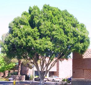 indian laurel multi trunk Ficus Nitida Trees, Ficus Nitida, Laurel Tree, Landscape Plants, Ficus Tree, Park Landscape, Backyard Remodel, Rv Park, Landscape Plans