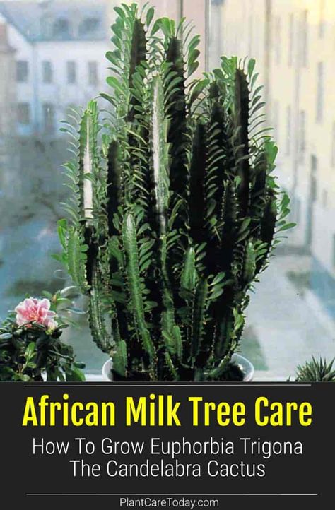 The African Milk Tree (Euphorbia trigona) is an upright, tall, easy-care cathedral cactus like plant with thorns. This succulent candelabra Euphorbia has many landscape and gardening uses. It is EXCELLENT as an indoor plant. CARE DETAILS African Milk Tree Indoor, Indoor Cactus Plants Decor, Types Of Cactus Plants Outdoor, African Milk Plant, Tall Cactus Indoor, Cactus Care Indoor, African Milk Cactus, Cactus Plants Indoor, Candelabra Cactus