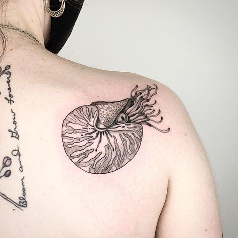 Chambered Nautilus Tattoo, Abalone Shell Tattoo, Nautilus Shell Tattoo, Tattoo Seashell, Zee Tattoo, Nautilus Tattoo, Seashell Tattoo, Random Tattoos, Tattoo 2023