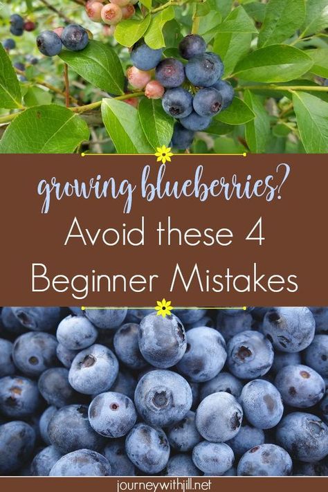 If you're growing blueberries in the near future, make sure you don't make these most common mistakes! Blueberries Growing, Blueberry Gardening, Growing Blueberries, Berry Garden, Blueberry Plant, Blueberry Bushes, Veg Garden, Home Vegetable Garden, Food Garden