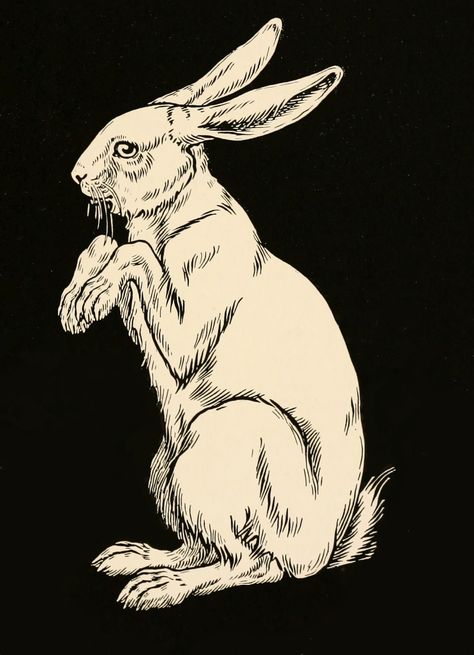 Hare Drawing, Hare Illustration, Rabbit Drawing, Bunny Tattoos, Foto Transfer, Rabbit Tattoos, Rabbit Illustration, Rabbit Art, Bunny Art