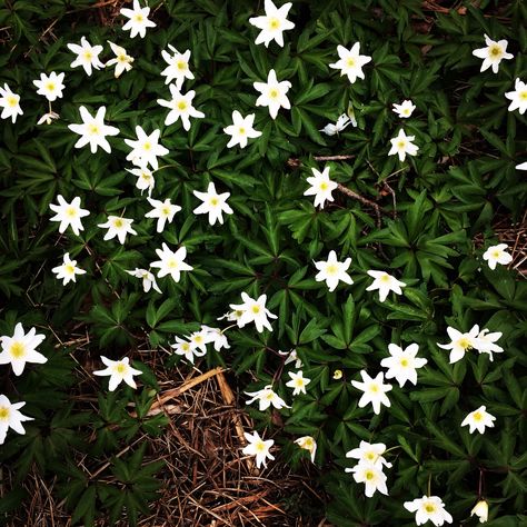 Norwegian wildflowers. Called hvitveis. Flowers are found in the forrest Fjord Horse, Norwegian Food, Viking Wedding, History Education, Nature Conservation, Natural History, Old Photos, Norway, Vikings