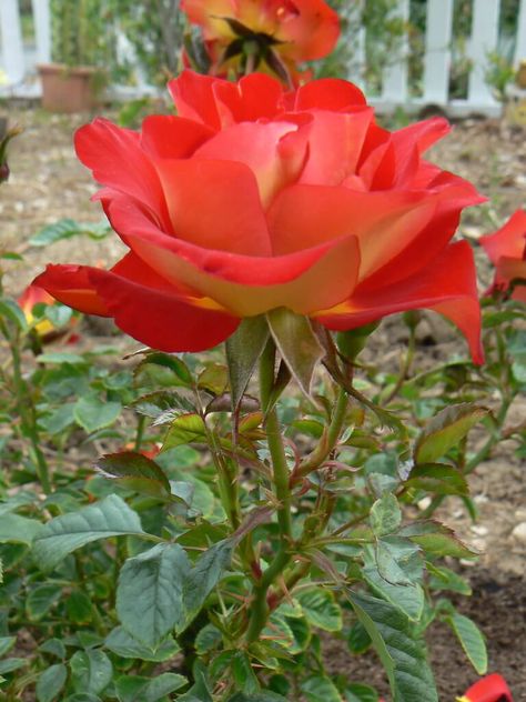 Rosa 'Ketchup & Mustard' Ketchup And Mustard, Floribunda Roses, Types Of Roses, Shrub Roses, Patio Plants, Hybrid Tea Roses, Rose Family, Sun And Water, Climbing Roses