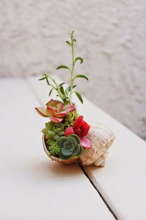 Kaktus Dan Sukulen, Succulent Garden Indoor, نباتات منزلية, Shell Crafts Diy, Succulent Gardening, Mini Succulents, Succulents Indoor, Succulent Terrarium, Succulent Arrangements