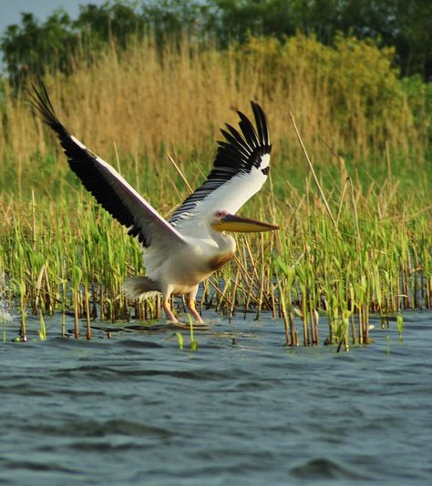 Danube Delta, Coastal Birds, Linocut, Romania, Places To Go, Around The Worlds, Birds, Interior Design, Water