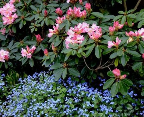 Brunnera Macrophylla, Pnw Garden, Pacific Northwest Garden, Northwest Flowers, Northwest Garden, Northwest Landscaping, Our First Home, Best Plants, Garden Shrubs