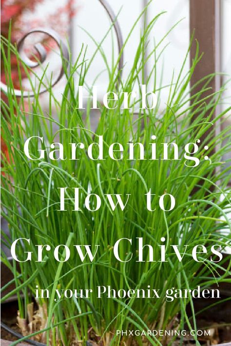 How to grow chives in Phoenix, Arizona. Find out when to plant chives in the low desert, how to plant and care for and when to harvest How To Grow Chives, Grow Chives, Growing Chives, Zone 9b, When To Plant, Gardening Zones, Growing Herbs, The Low, Phoenix Arizona