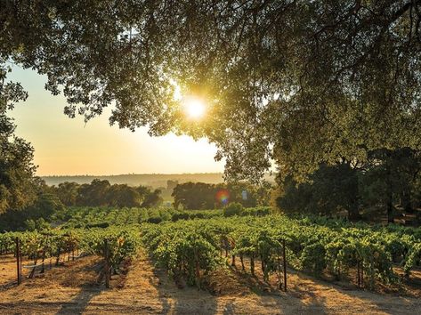 10 Essential Wineries to Visit in Amador County California • Winetraveler Amador County California, California Regions, Amador County, Winery Tasting Room, Nevada Mountains, Winery Tours, Shenandoah Valley, Zinfandel, Pinot Grigio