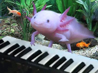 AXOLOTL PARTY TIME. | Community Post: 10 Axolotls Who Might Be Having A Better Day Than You Weird Keyboard, Axolotl Cute, Weird Gif, 판타지 아트, Cute Creatures, An Animal, Cute Little Animals, Exotic Pets, Sea Animals