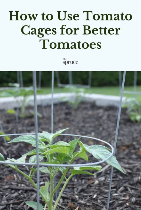 Tomato Cages Gardening, Vine Tomatoes Growing, How To Core Tomatoes, Supporting Tomato Plants, Overripe Tomatoes What To Do, How To Use Up Garden Tomatoes, How To Use Tomato Cages, Support Tomato Plants, Beef Steak Tomatoes Growing