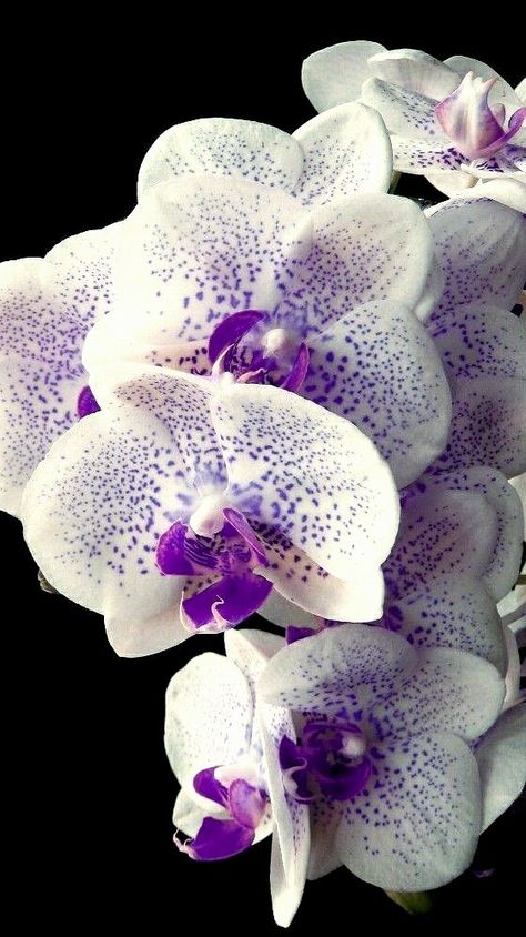 Orchid Aesthetic, Orchid Wallpaper, Orchid Photography, Vanda Orchids, Green Orchid, Orchid Color, Exotic Orchids, Nothing But Flowers, Purple Orchids