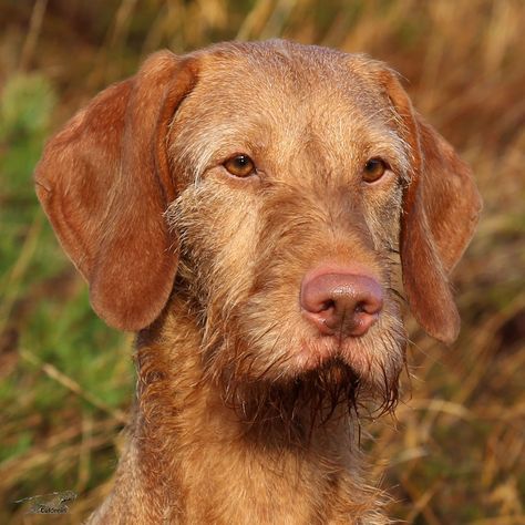 Dog Ear Tattoo, Wirehaired Vizsla, Dog Tattoo Ideas, Dog Print Tattoo, Puppy Sketch, Tattoo Nature, Every Dog Breed, Hungarian Vizsla, Vizsla Dogs