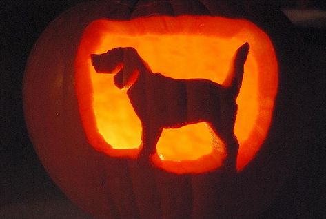 Dog Carved Pumpkins Ideas, Cute Dog Pumpkin Carving Ideas, Dog Carved Pumpkin, Pumpkin Carving Dog Ideas, Pumpkin Carving Ideas Dog, Puppy Pumpkin Carving, Pumpkin Carving Dog, Dog Pumpkin Carving Ideas, Dog Pumpkin Carving