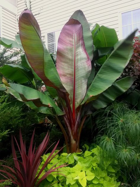 Banana Trees Landscape, Tropical Backyard Landscaping, Bali Garden, Tropical Landscape Design, Banana Plant, Tropical Garden Design, Jungle Gardens, Tropical Backyard, Red Plants