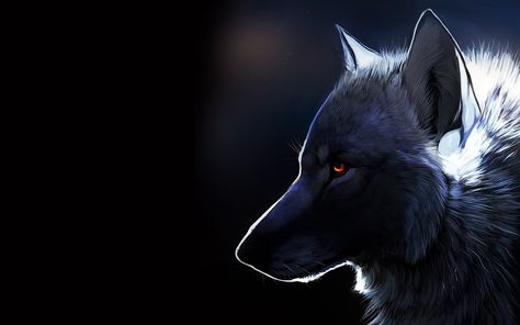 Black Wolf Wallpaper Picture with HD Wallpaper Resolution 1920x1200 White Wolf, Black Wolf, A Wolf, Wallpapers, White, Black