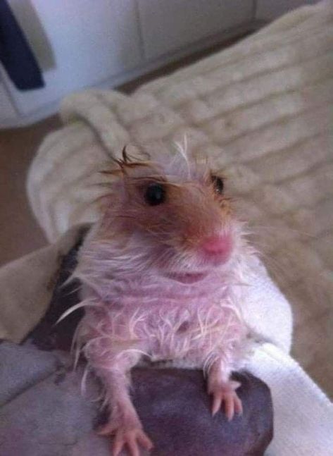 Silly Hamster Pictures, Ugly Rat, Hamster Pics, Ugly Animals, Funny Rats, Awesome Possum, Funny Hamsters, Cute Baby Bunnies, Cute Rats