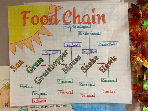 Food Chain Anchor Chart, Food Chains Anchor Chart, Homeschool Experiments, Ukg Worksheet, Igcse Biology, Elementary Science Classroom, Forest Cartoon, Ngss Science, Science Anchor Charts