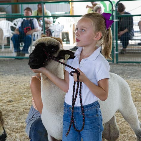 4h Lamb Projects, Lamb Showing Tips, Show Sheep Tips, 4h Sheep Project Lamb, Show Lambs Tips, Sheep Showmanship, Showing Lambs, Show Lambs, Sheep Showing