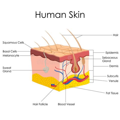 Human Skin Anatomy. Vector illustration of diagram of human skin anatomy , #Sponsored, #Anatomy, #Vector, #Human, #Skin, #illustration #ad Skin Structure Anatomy, Cosmetology Classroom, Eat For Clear Skin, Biology Diagrams, Esthetician Supplies, Skin Anatomy, Healthcare Branding, Integumentary System, Botox Filler