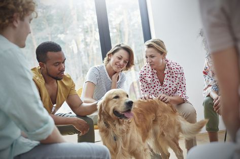 Read how animal-assisted therapy, also known as pet therapy, can be used to improve pain in children and adults and the theories behind why it works. Animal Assisted Therapy, Animal Therapy, Socializing Dogs, Puppy Socialization, Puppy Stages, Animal Behaviorist, House Training Dogs, Therapy Animals, Group Of Dogs