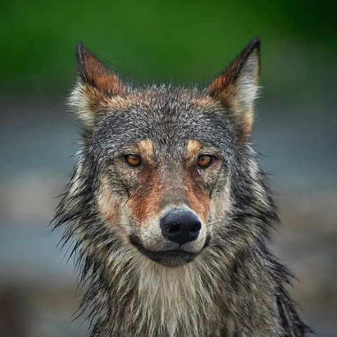 Vancouver Coastal Sea Wolf (Canis lupus crassodon) / Loup de Vancouver / Image by seaforthexpeditions (Tom McPherson) from instagram Wolf Poses, Speak Softly, Sea Wolf, Werewolf Aesthetic, Camping With Cats, North American Animals, Time Stands Still, Wolf Mask, Wolf Stuff