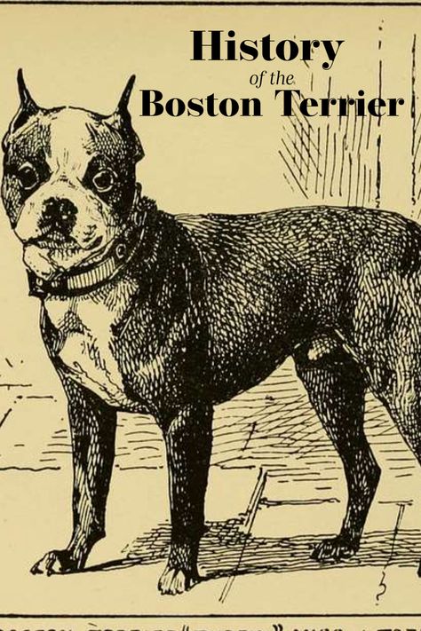 How Did Boston Terriers Evolve? History of Boston Terriers Boston History, Vintage Patriotic, Kinds Of Dogs, Boston Terriers, Unique Characteristics, Boston Terrier, Gentleman, Dog Lovers, Blog Post