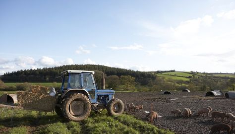 Starting a farm can be the beginning of a rewarding career. The up-front costs can be steep and it may be necessary to obtain grant money to start a farm. There are grants that may be able to help. Grants are better than loans for one very important reason: you don’t have to pay them back. Farm Grants, Lavender Farming, Start A Farm, Starting A Farm, Grant Money, Homestead Farm, Farm Business, Future Farms, Government Grants