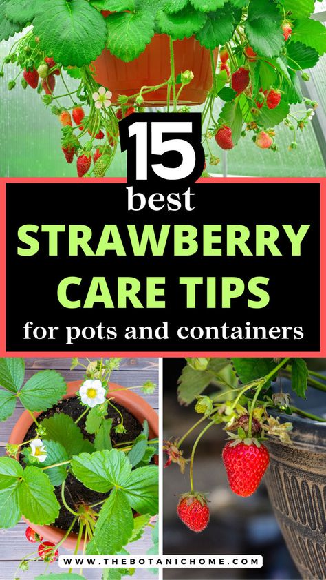 A vibrant backyard strawberry garden with lush strawberry beds and over the fence hanging planters full of ripe strawberries, showcasing the best way to grow strawberry plants. Garden Vegetable Patch, Potted Strawberry Plants, Fence Hanging Planters, Veggie Garden Design, Fast Growing Privacy Shrubs, Growing Strawberries In Containers, Small Garden Layout, Strawberries In Containers, Strawberry Beds