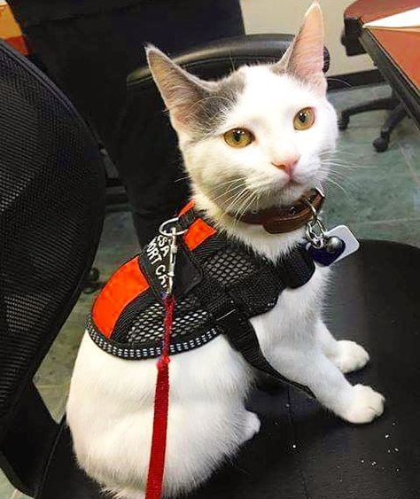 “Cats are connoisseurs of comfort.” - James Herriot Support cats can provide comfort to those who need it! #emotionalsupportanimal #cat #cats #vest Emotional Support Cat, Service Cat, Cupid Valentine, Siberian Cats, Cat References, James Herriot, Service Dogs Gear, Therapy Practice, Therapy Cat