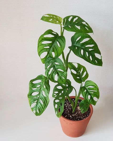 20 Fast-Growing Houseplants for Instant Greenery: A Guide to Quick Growing Indoor Plants 10 Houseplant Care, Plant Goals, Monstera Adansonii, Plant Tattoo, Plant Decor Indoor, Plant Aesthetic, Monstera Plant, House Plants Decor, House Plant Care