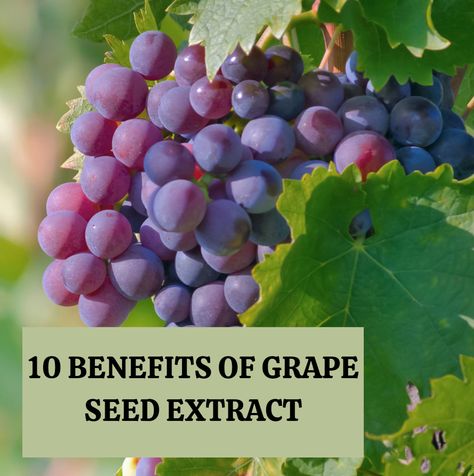 Grape Seed Benefits, Grapeseed Extract Benefits, Grape Seed Extract Benefits, Health Consultant, Grapeseed Oil Benefits, Grapes Benefits, Benefits Of Vitamin A, Improve Kidney Function, Medicinal Herbs Garden