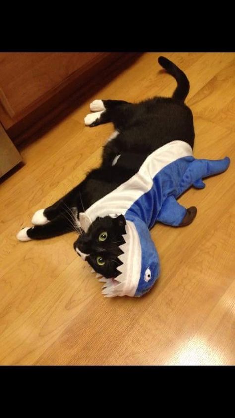 Cats In Shark Costumes, Shark Kitty, Shark Clothes, Cat Shark, Shark Costume, Shark Costumes, Shark Hoodie, Cat Costumes, Kitten Cat