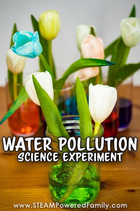 A simple experiment exploring the effects of water pollution on plants. Students learn about osmosis, pH and the scientific method. Perfect for Earth Day or as part of an Environmental Sciences study or a unit study on plants. Visit STEAMPoweredFamily.com for this and more science experiments for kids. Water Pollution Experiments For Kids, Environmental Science Experiments, Water Pollution Science Fair Project, Earth Day Experiments, Water Pollution Experiment, Pollution Experiment, Water Filtration Experiment, Middle School Science Fair Projects, Environmental Science Projects