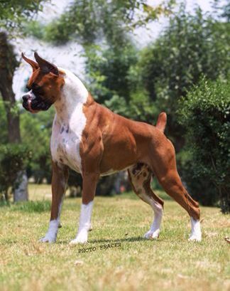 American Boxer Dog, Boxer Breed, American Boxer, Boxers Dogs, Dogs Ideas, Boxer And Baby, Dogs Tips, Dog White, Scary Dogs