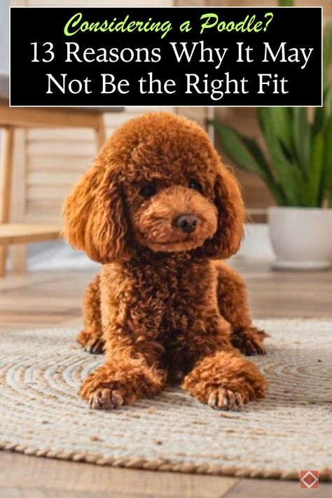 Poodles are known for their smarts and stylish looks, but are they the right dog for you? In this post, we’ll break down 13 reasons why a Poodle might not fit your lifestyle. From their grooming demands to their need for constant mental stimulation, Poodles require a lot of care. Save this pin for later if you're researching dog breeds, and click to discover more about whether a Poodle is the best breed for your home! Stimulation Activities, Poodle Grooming, 13 Reasons Why, Mental Stimulation, Purebred Dogs, 13 Reasons, Different Dogs, Bad Dog, Positive Reinforcement