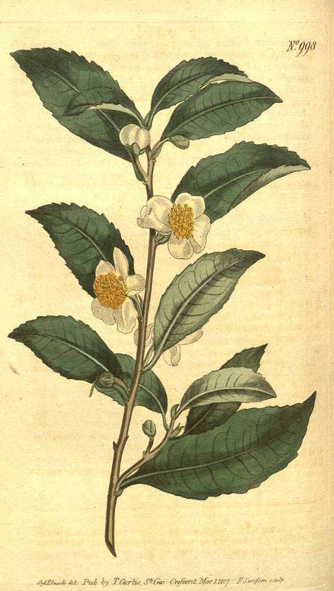 Camellia sinensis Oxford Botanic Garden, Chinese Plants, Black Tea Leaves, Indian Tea, Tea Plant, Camellia Sinensis, Evergreen Plants, Darjeeling, Flower Tea