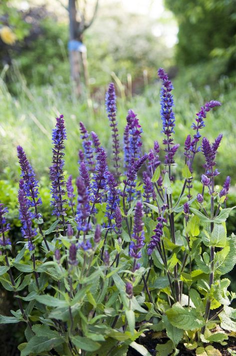 Oklahoma Wildflowers, Woodland Sage, Salvia Nemorosa, Oxfordshire England, Tattoo Flowers, Backyard Flowers, Bear Creek, Blue Sage, Garden Cottage