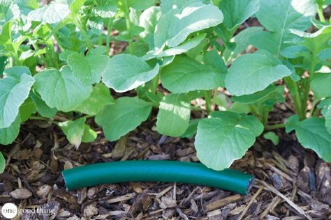 Ikea Garden Furniture, Garden Watering System, Earwigs, Old Garden, Garden Herbs, Soaker Hose, Aesthetic Garden, Australian Garden, Recycled Garden