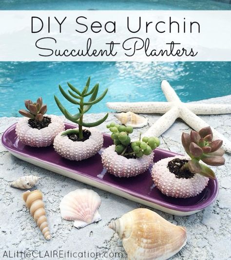 DIY Home Decor Projects for Summer - DIY Sea Urchin Succulent Planters - Creative Summery Ideas for Table, Kitchen, Wall Art and Indoor Decor for Summer Mini Planters, Diy Joy, Succulent Planter Diy, Crafty Decor, Art Coquillage, Succulent Planters, Shell Crafts Diy, Beach Theme Decor, Ocean Crafts