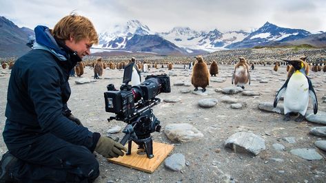 Wildlife Photography National Geographic, Bertie Gregory, National Geographic Expeditions, South Georgia Island, National Geographic Photography, National Geographic Photographers, South Georgia, Beaches In The World, Incredible Places