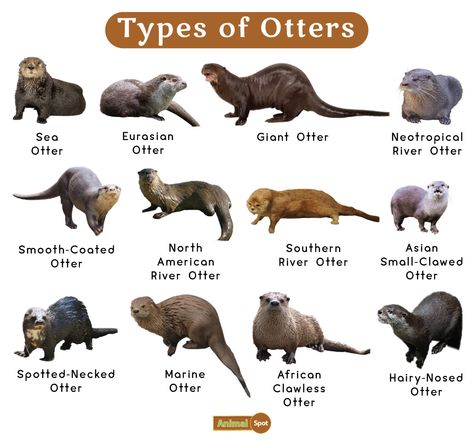 Otter Facts, Types, Diet, Reproduction, Classification, Pictures Otter Fursona, Otter Facts, Otter Animal, Otter Love, Baby Otters, Sea Otters, River Otter, Hold Hands, Otter Box